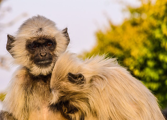 Flexi Tours - Golden Triangle With Ranthambore