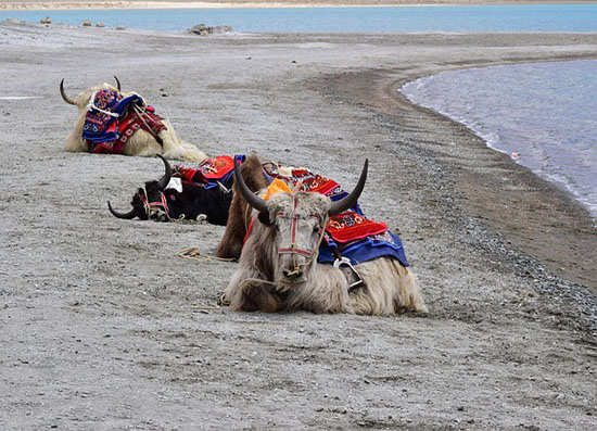 Flexi Tours - Kashmir Tour