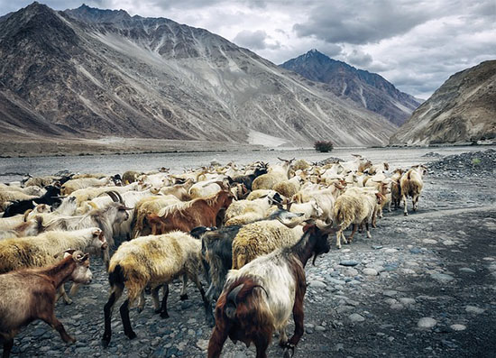 Flexi Tours - Kashmir Tour