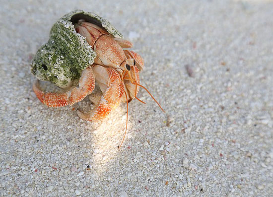 Flexi Tours - Lakshadweep Tour